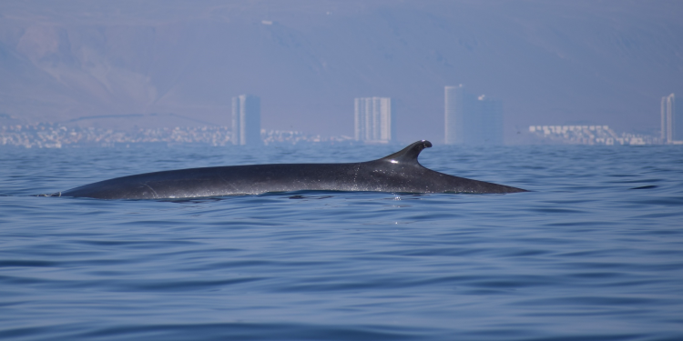 Desarrollan primer catálogo de foto identificación de ballenas de aleta en la región de Antofagasta  